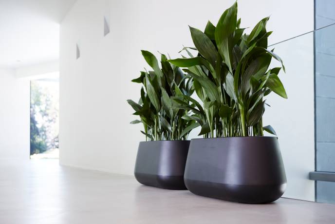 pure cone long wheels 75 noir